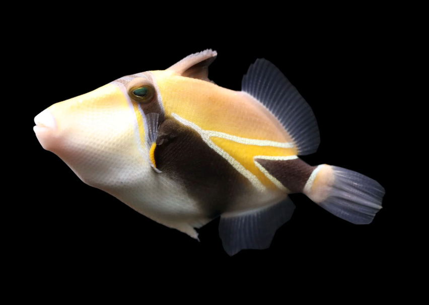 Humu Rectangle Triggerfish