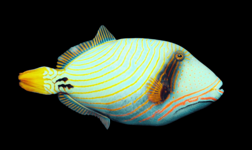 Orange Lined Triggerfish