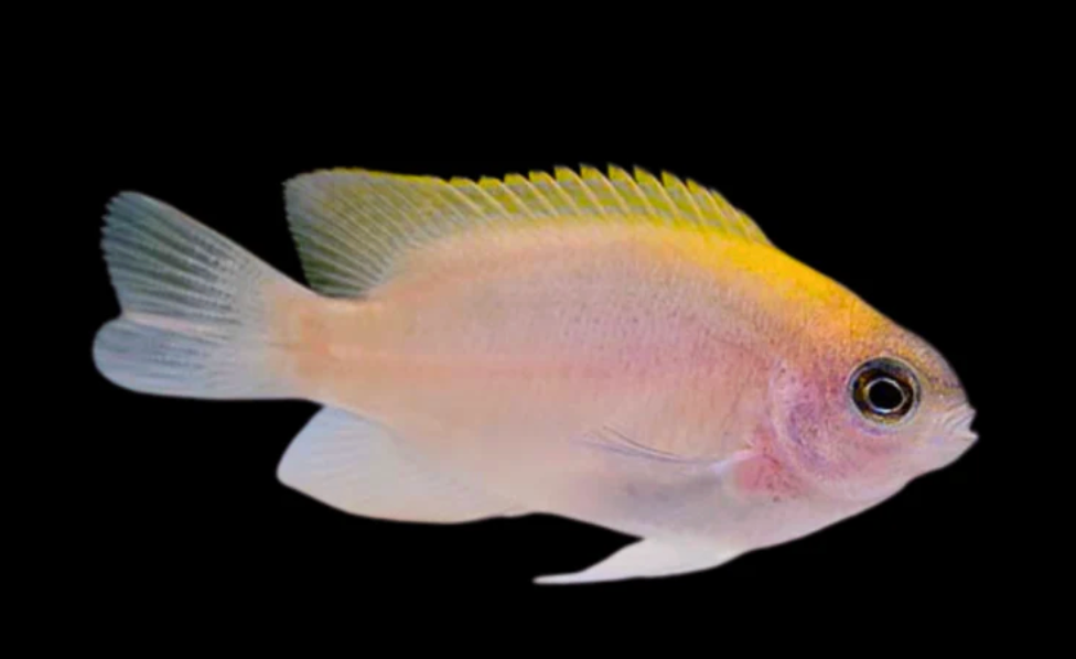 Smith's Damselfish
