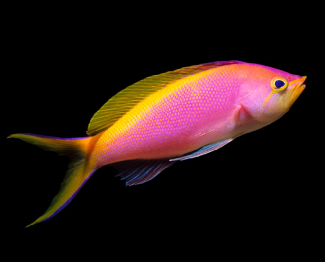Bartlett's Anthias