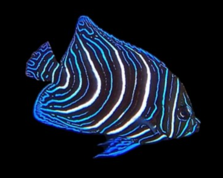 Koran Angelfish, Juvenile