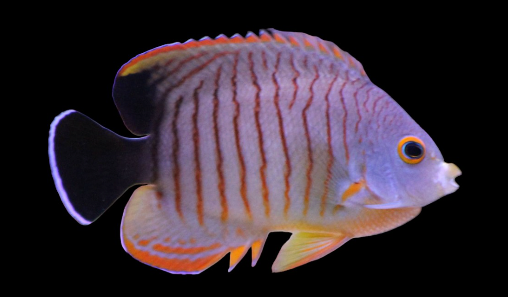 Redstipe Angelfish