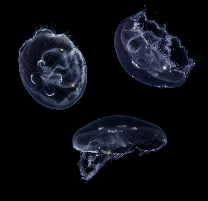 CAPTIVE BRED MOON JELLYFISH