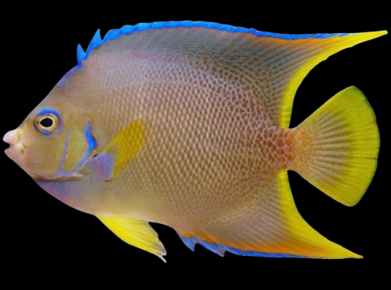 Blue Angelfish, Adult