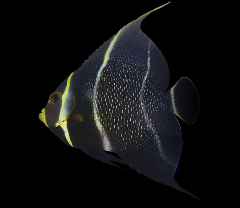 French Angelfish