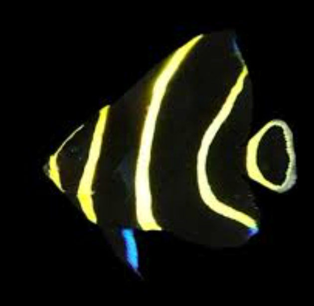 French Angelfish, Juv