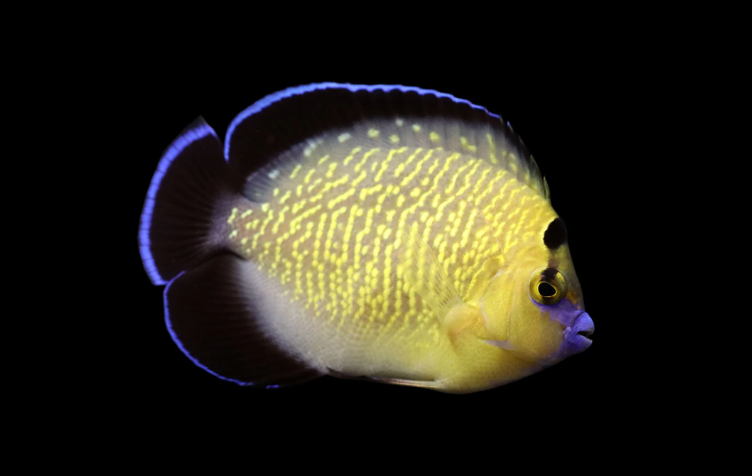 Goldflake Angelfish