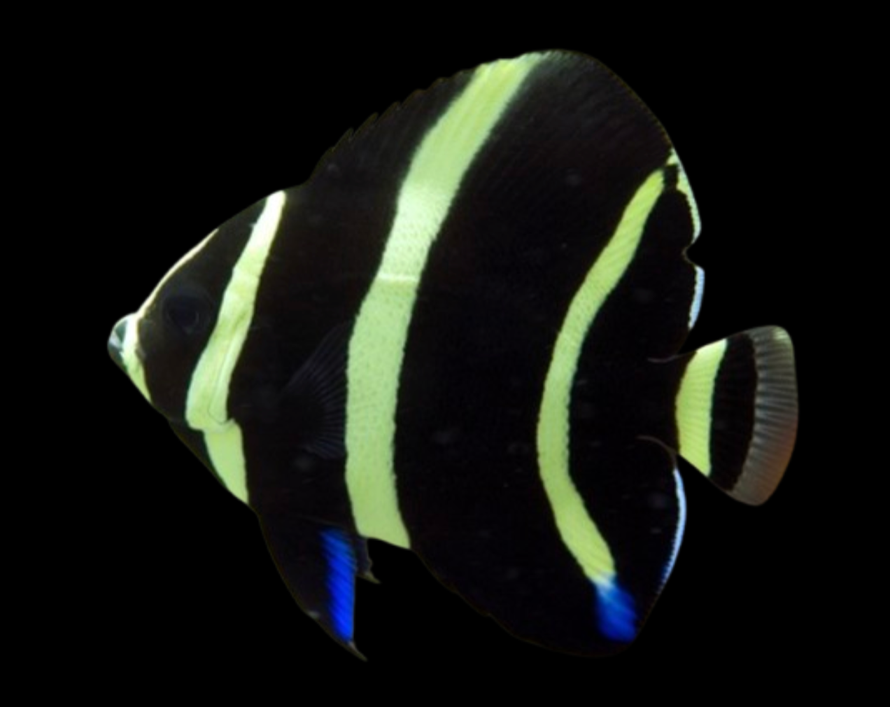 Gray Angelfish, Juvenile