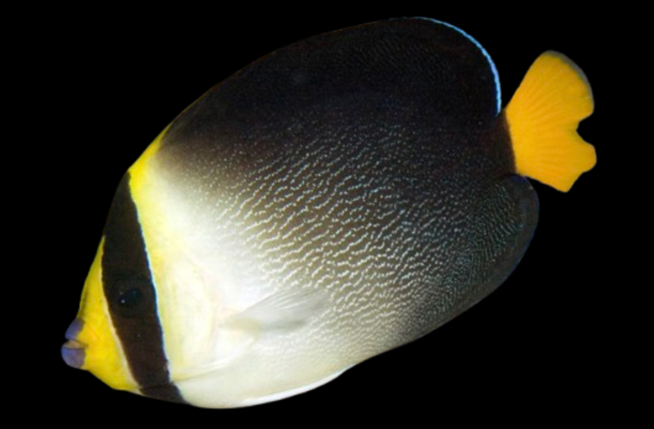 Graytail Angelfish