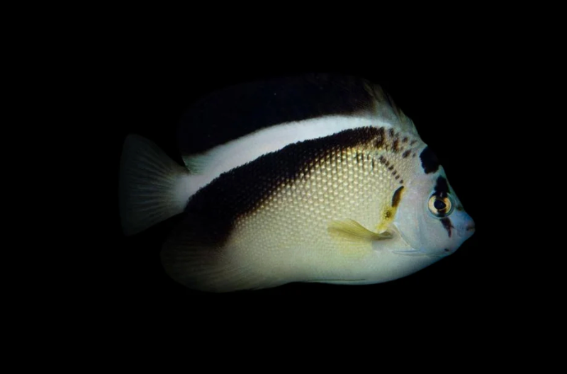 Griffis Angelfish