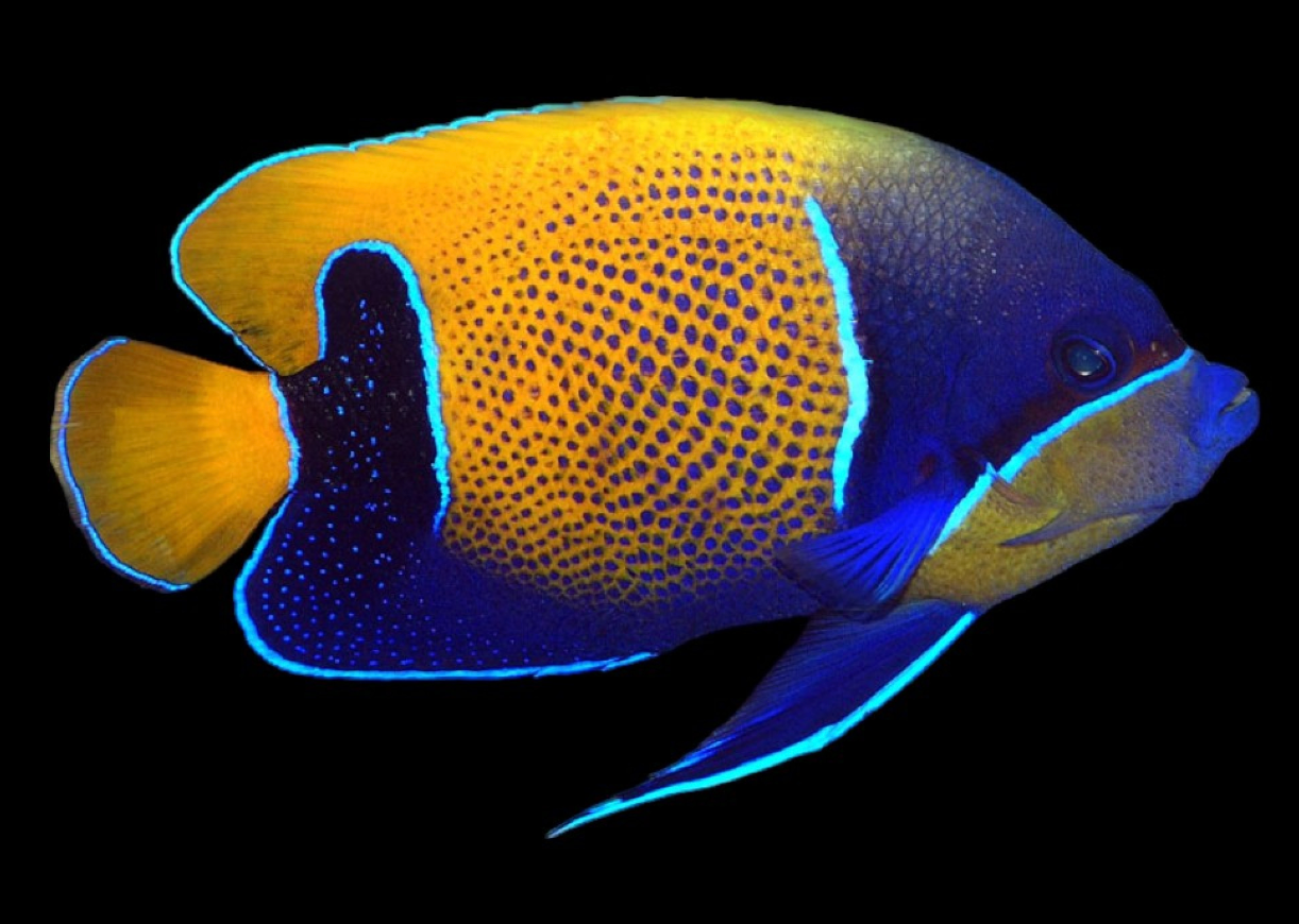 Majestic Angelfish