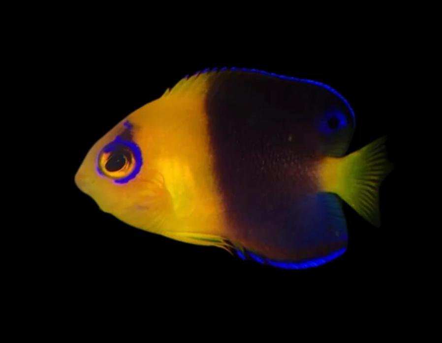 Joculator Angelfish
