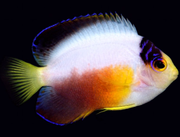 Multicolor Angelfish