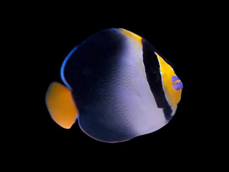 Singapore Angelfish