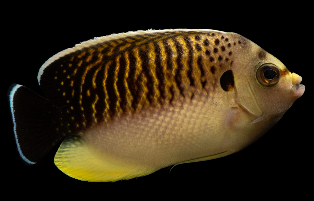 Tiger Angelfish