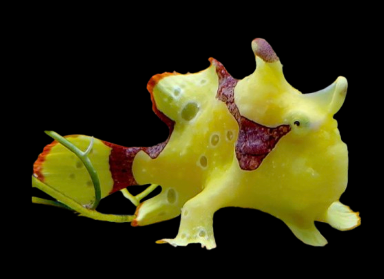 Anglerfish, Assorted