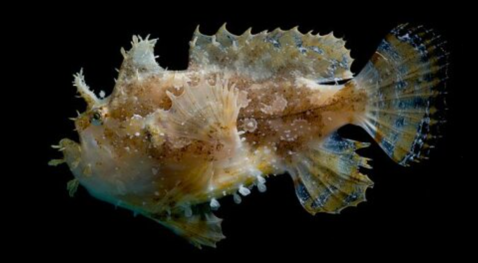 Colored Sargassum Anglerfish