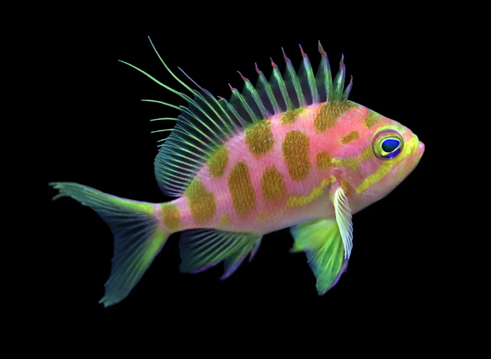 Blotched Anthias