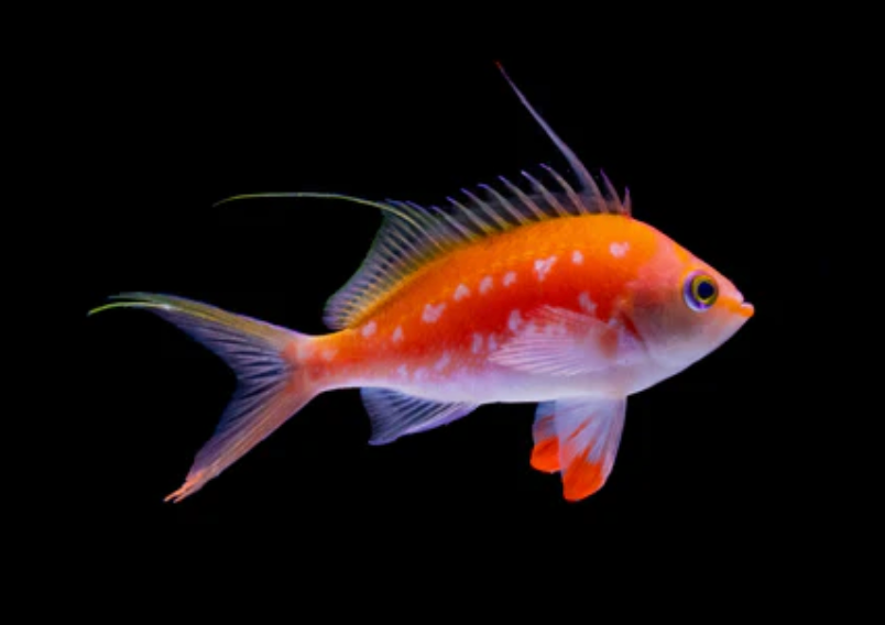 Cherry Anthias