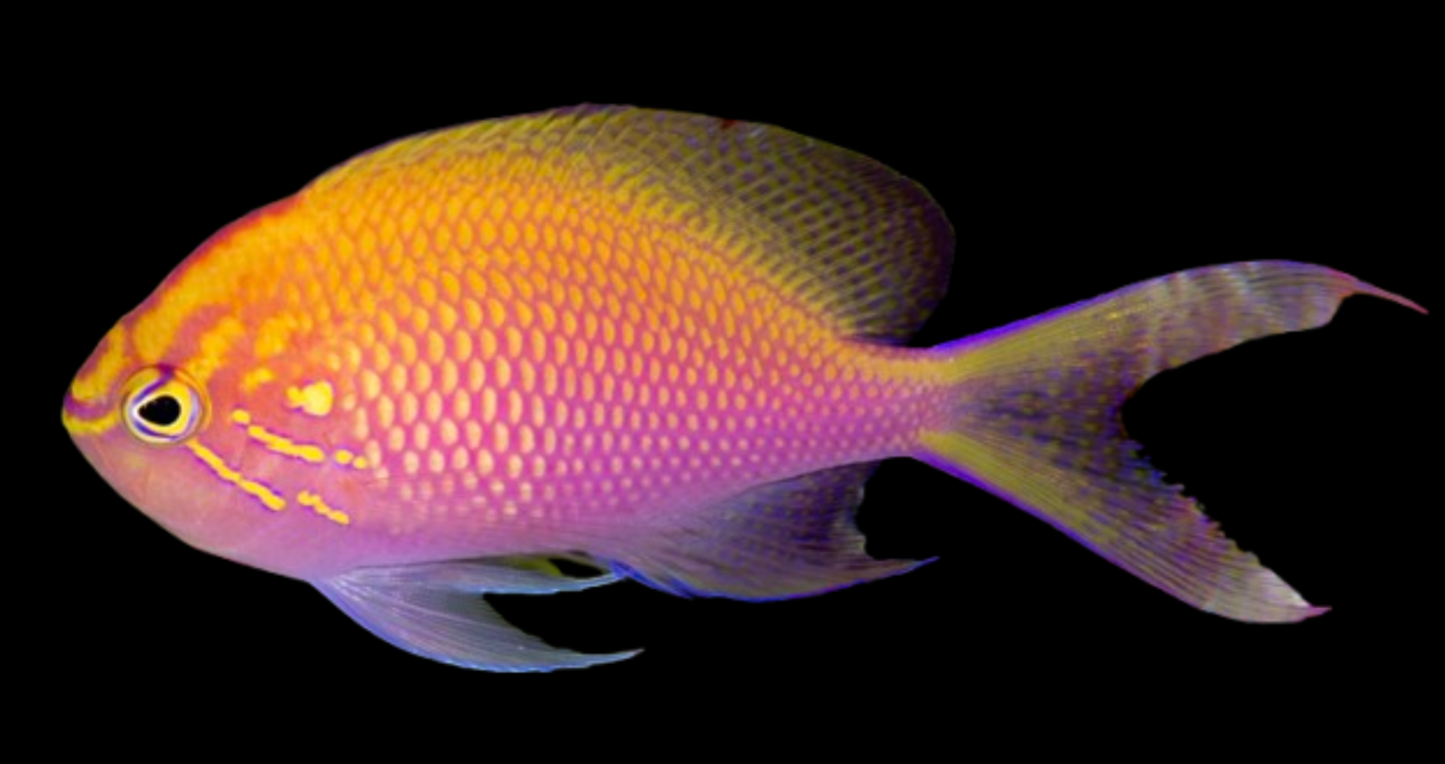 Fathead Sunburst Anthias
