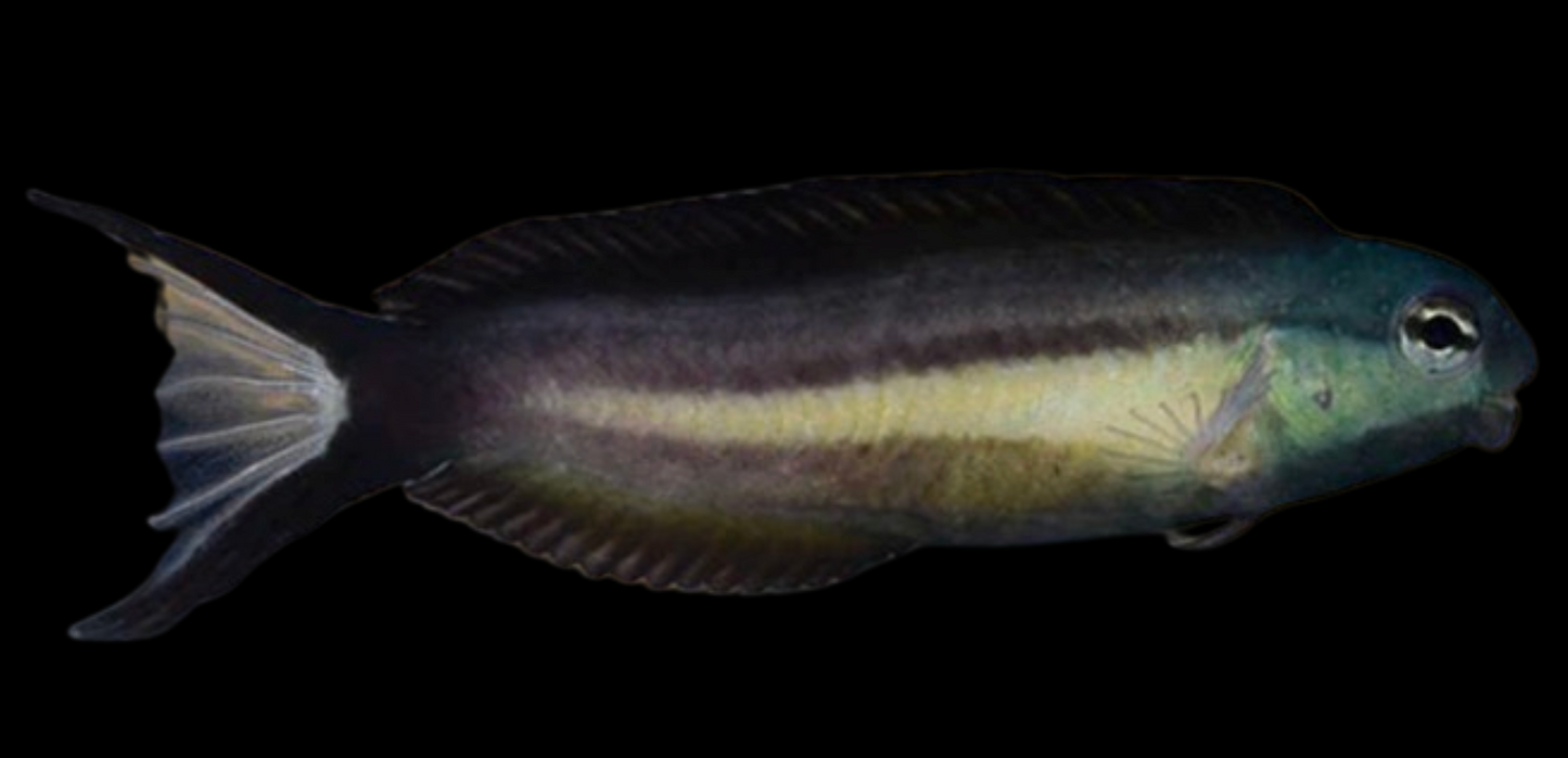 Bundoon Blenny
