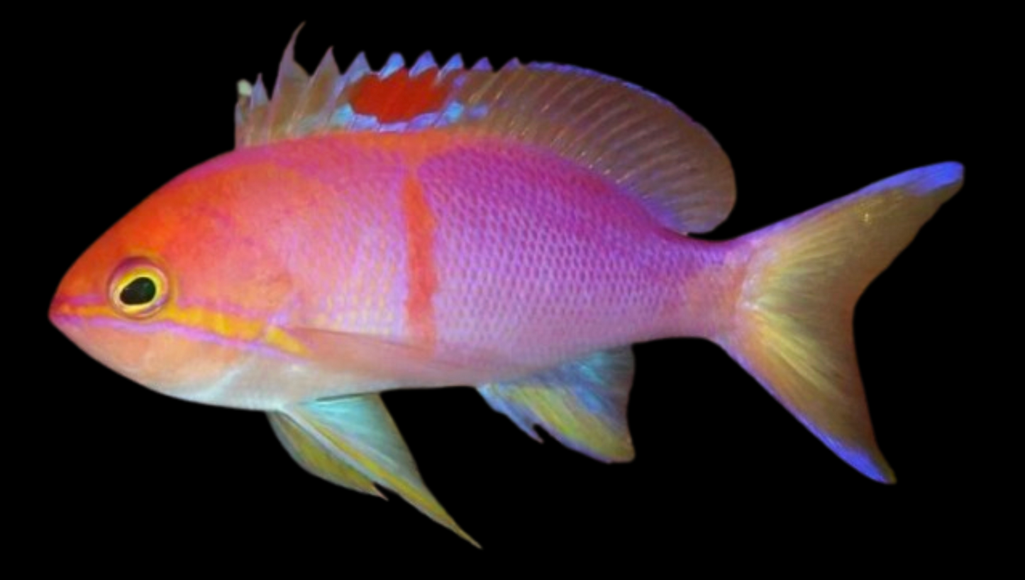 Charlenae Anthias