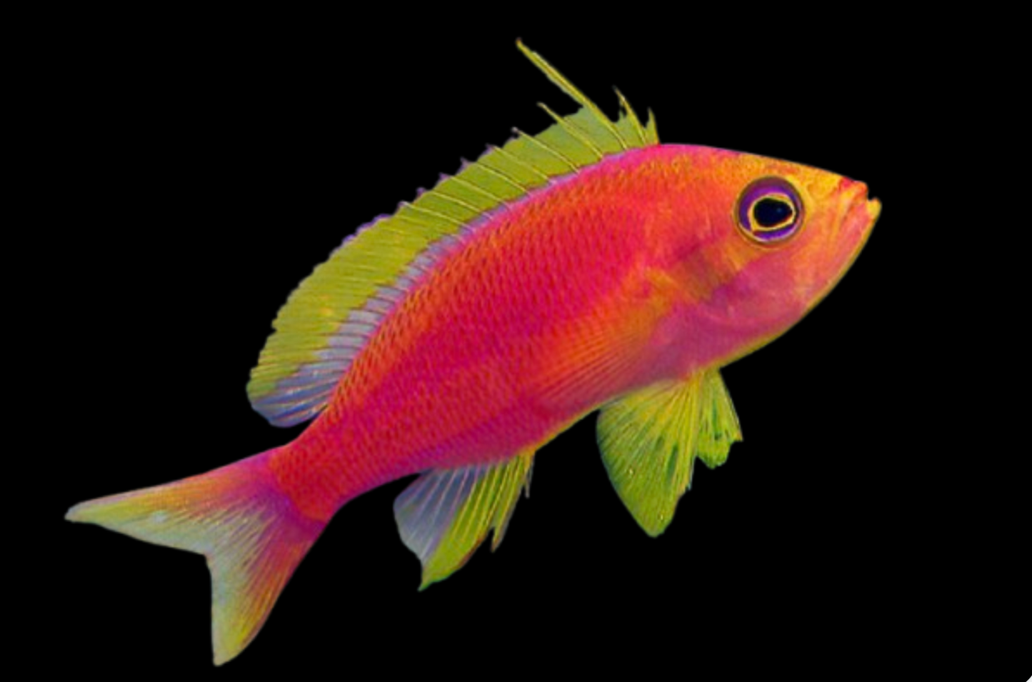 Coral Sea Flavicauda Anthias