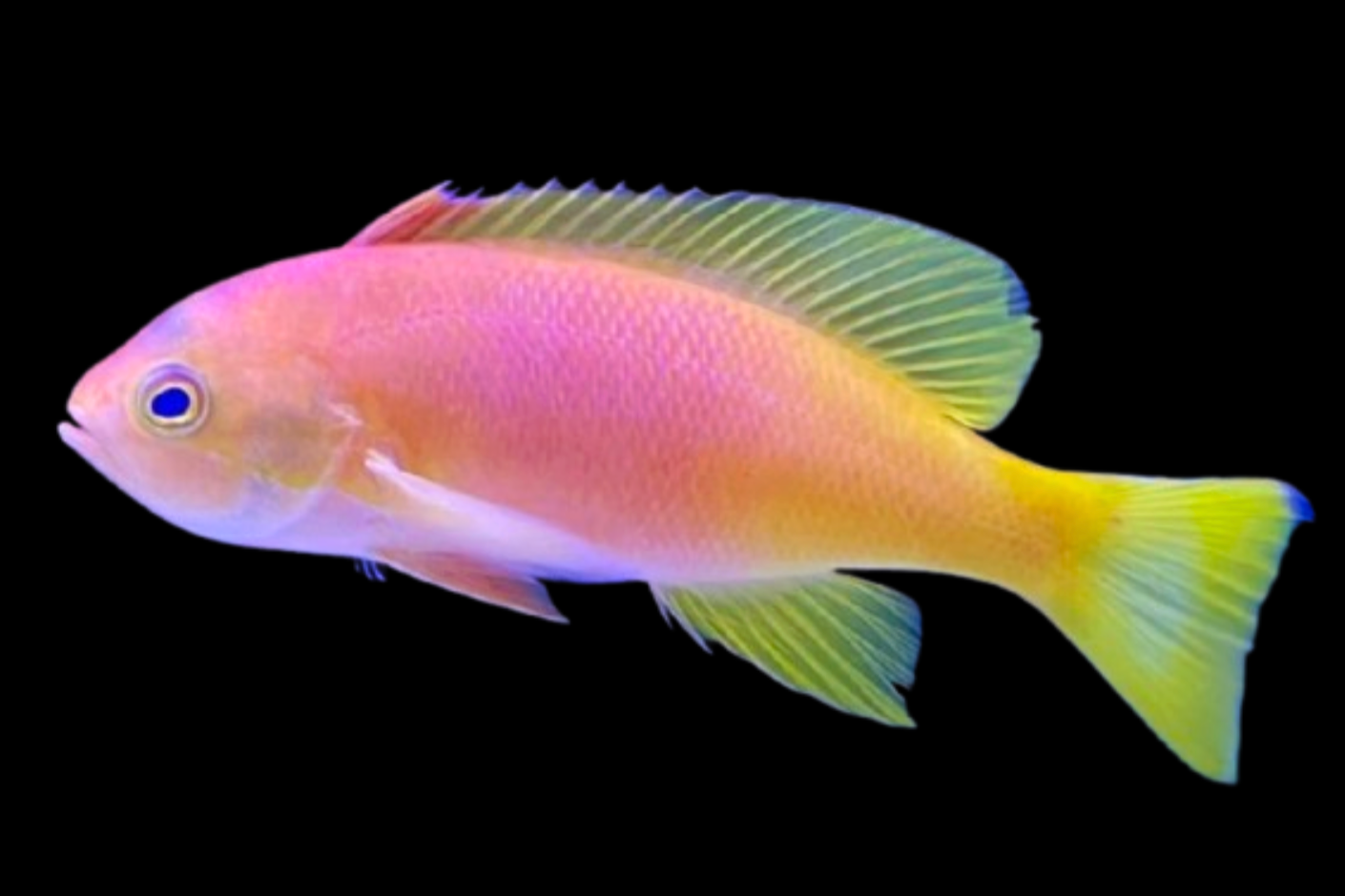 Pictilis Anthias