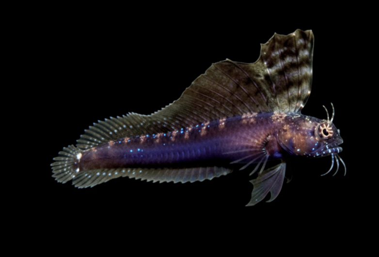 Deepwater Algae Blenny
