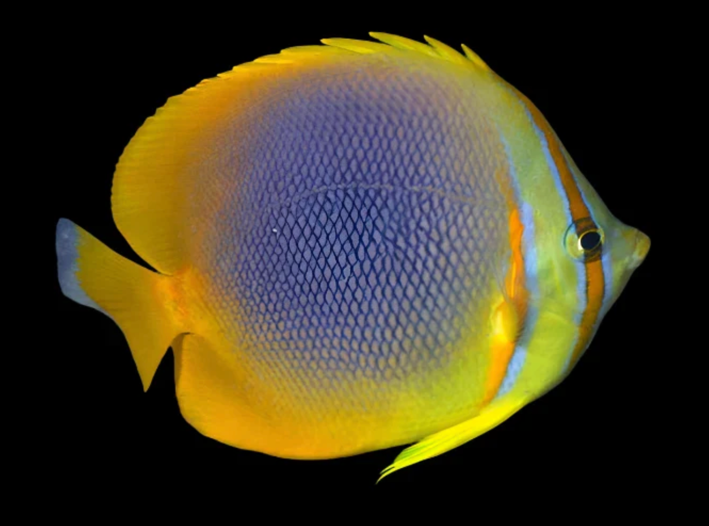 Golden Butterflyfish