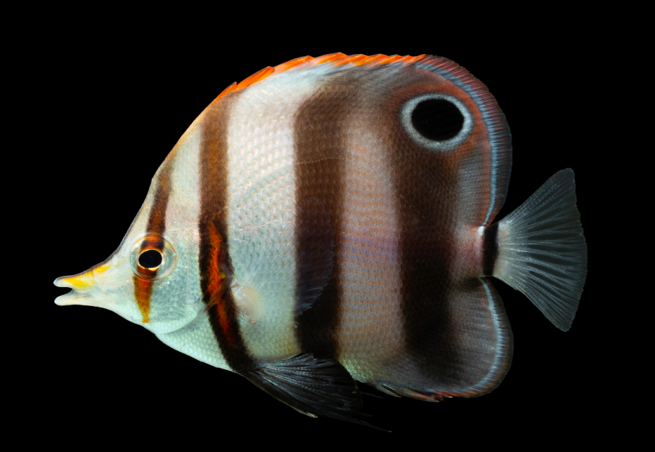 Muelleri Butterflyfish