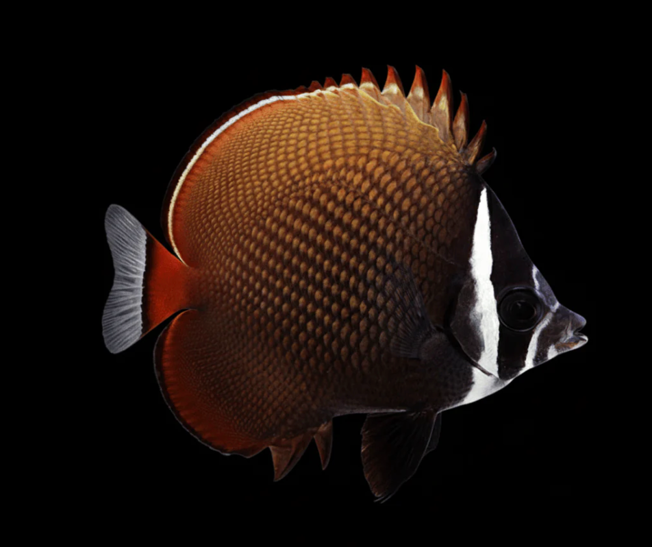 Pakistan Butterflyfish