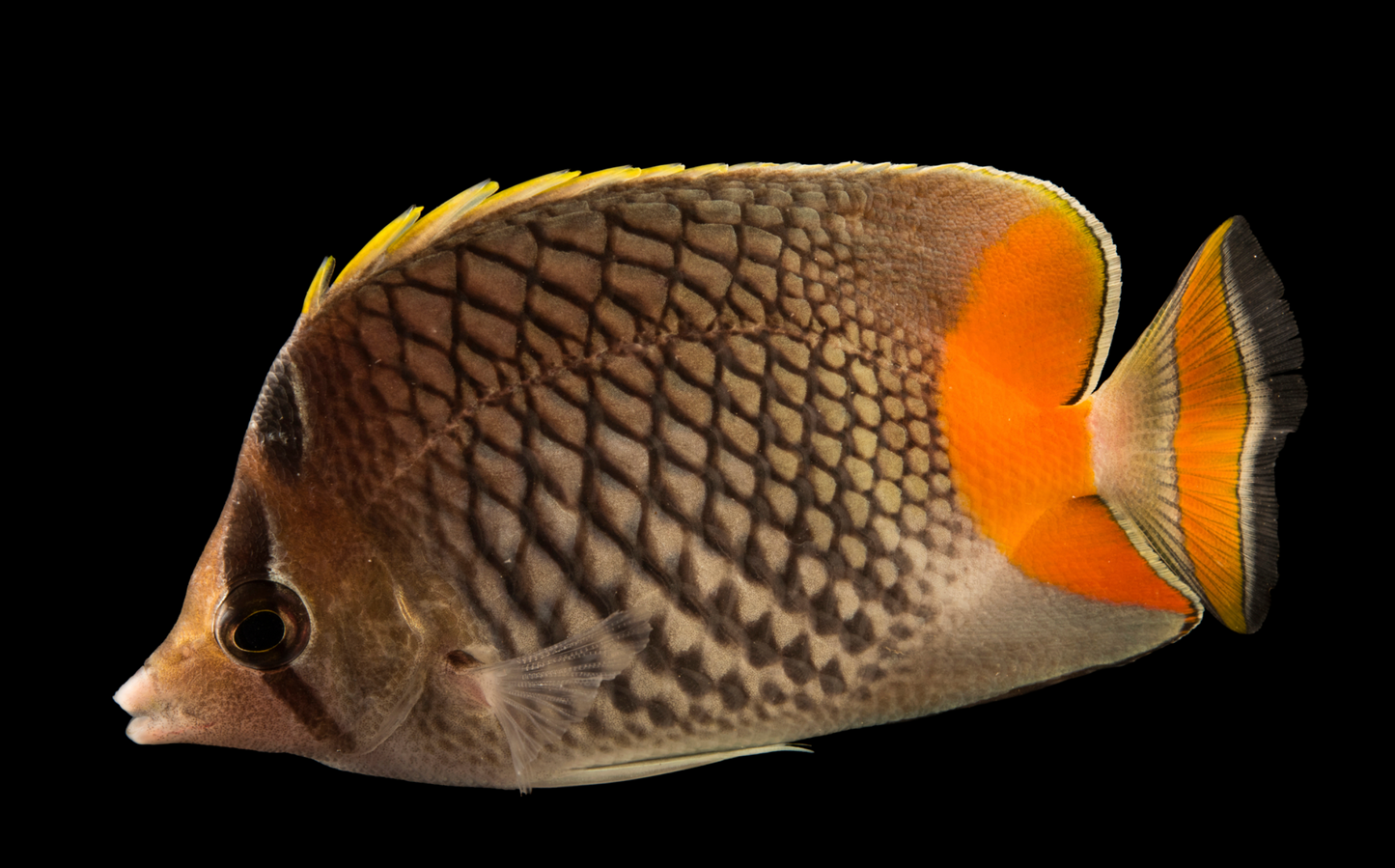 Pearlscale Butterflyfish