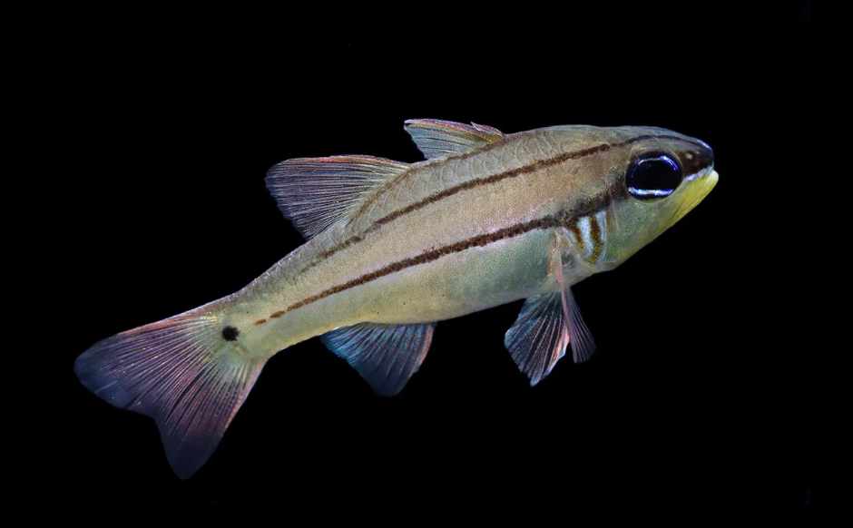 Picket Fence Cardinalfish