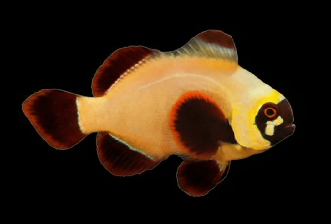 Gold Nugget Maroon Clownfish