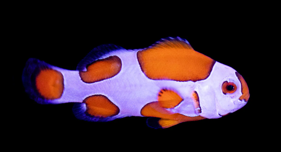 Storm Tangerine Ocellaris Clownfish