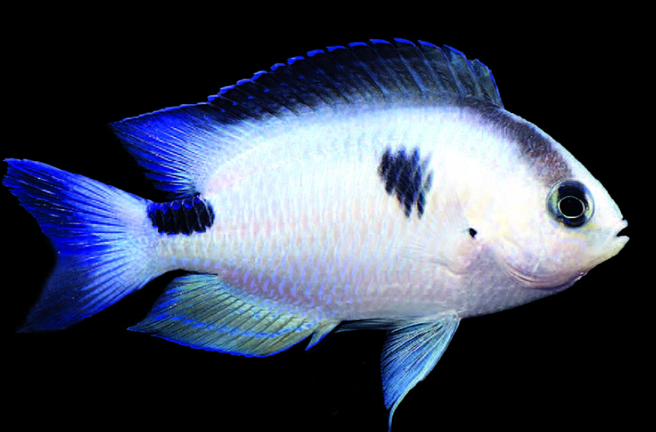Corazon's Damselfish