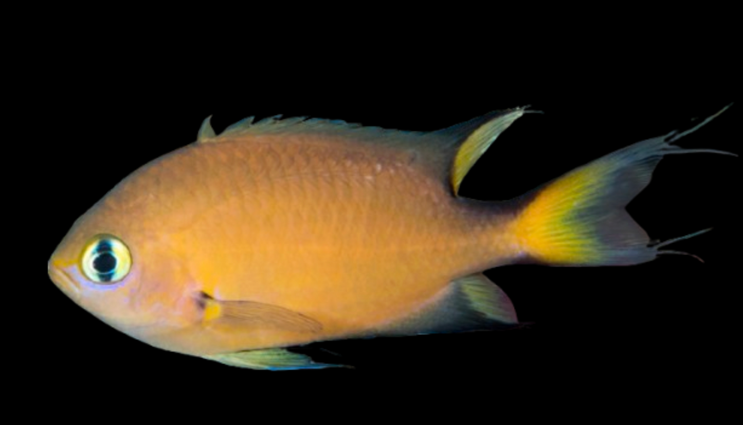 Darkfin Chromis