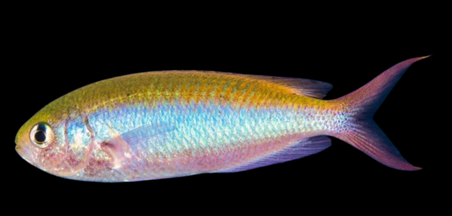 Fusilier Damselfish