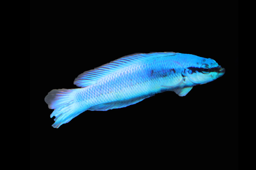 Indigo Dottyback