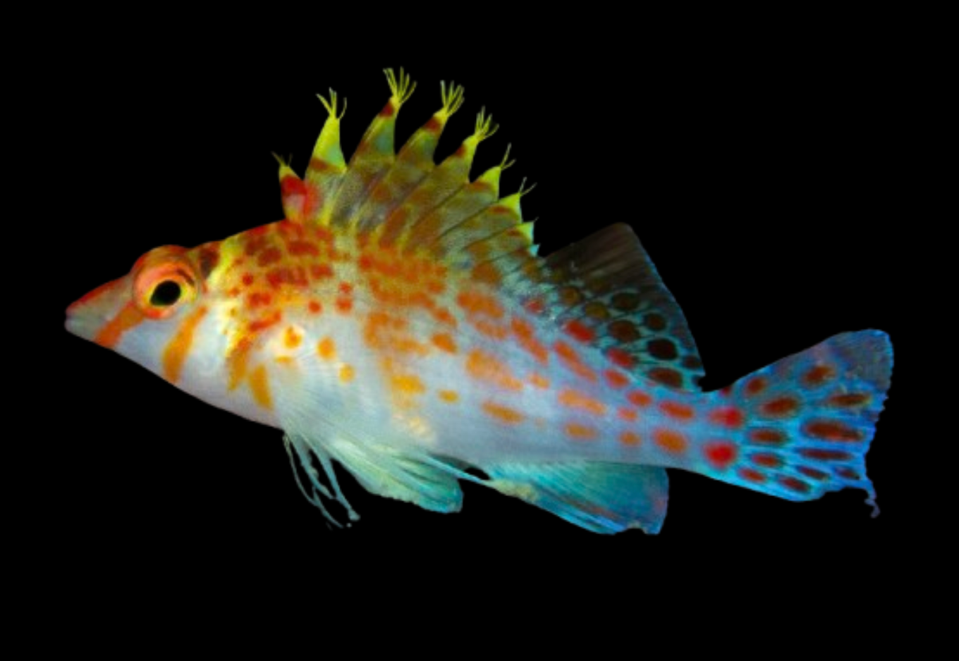 Dwarf Hawkfish