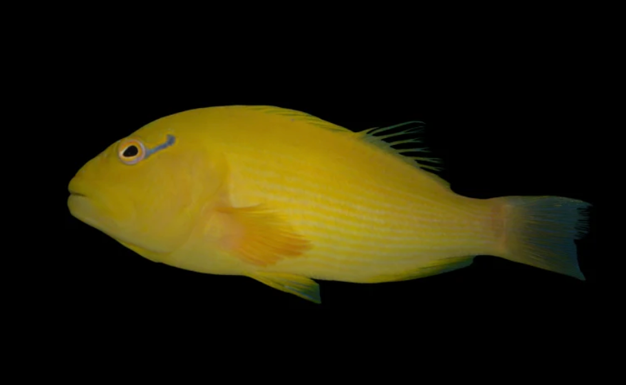 Golden Hawkfish
