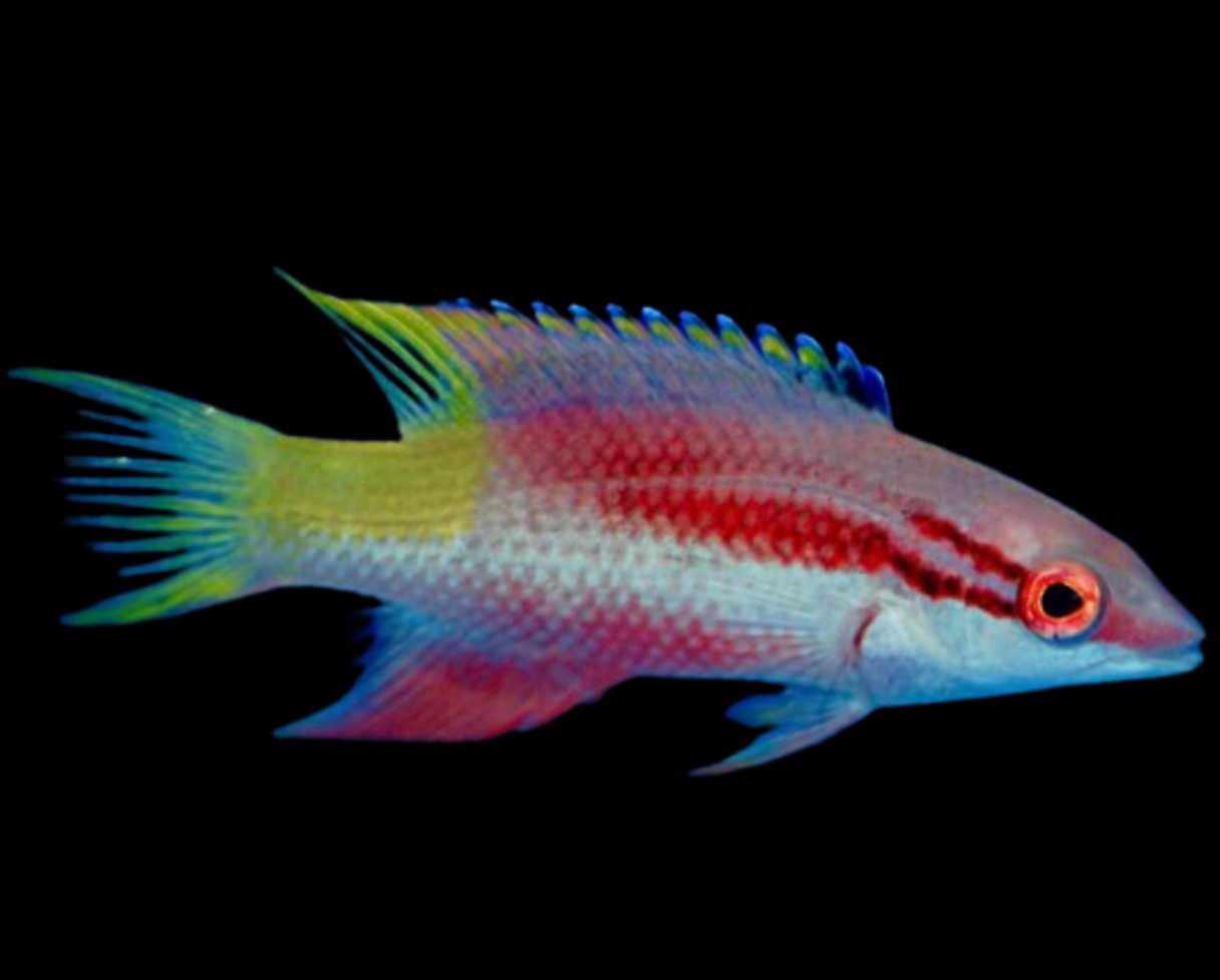Brazil Cuban Hogfish