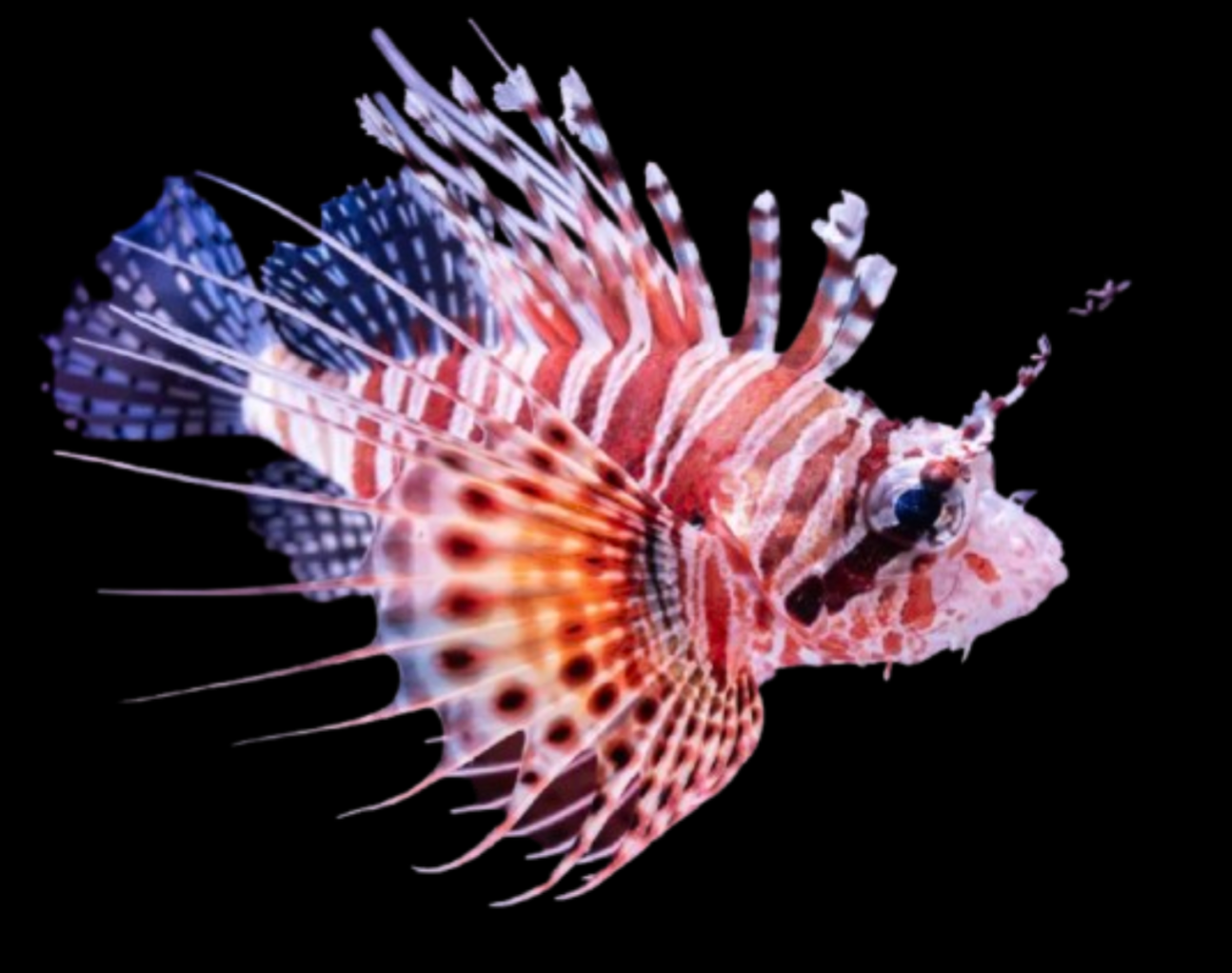 Mombasae Lionfish