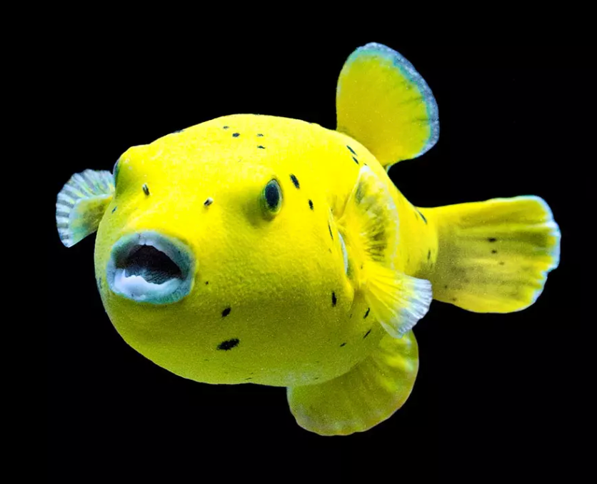 Golden Pufferfish