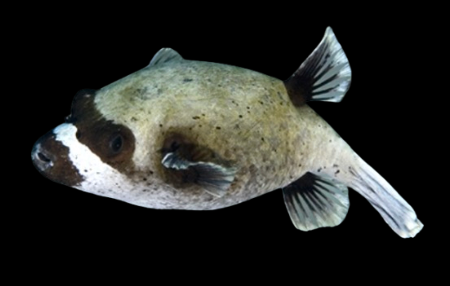 Masked Pufferfish
