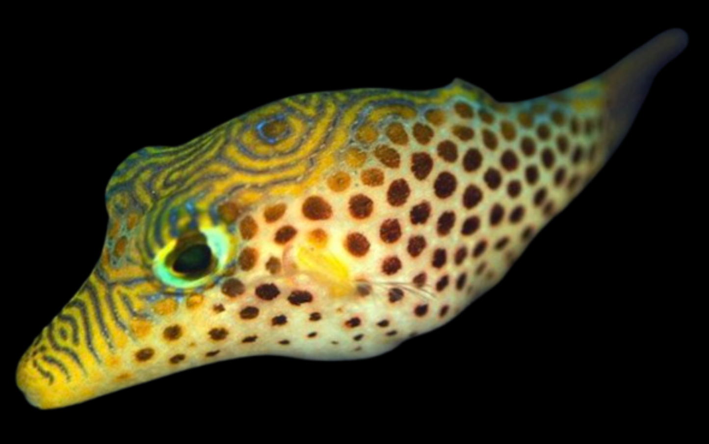 Leopard Toby Pufferfish