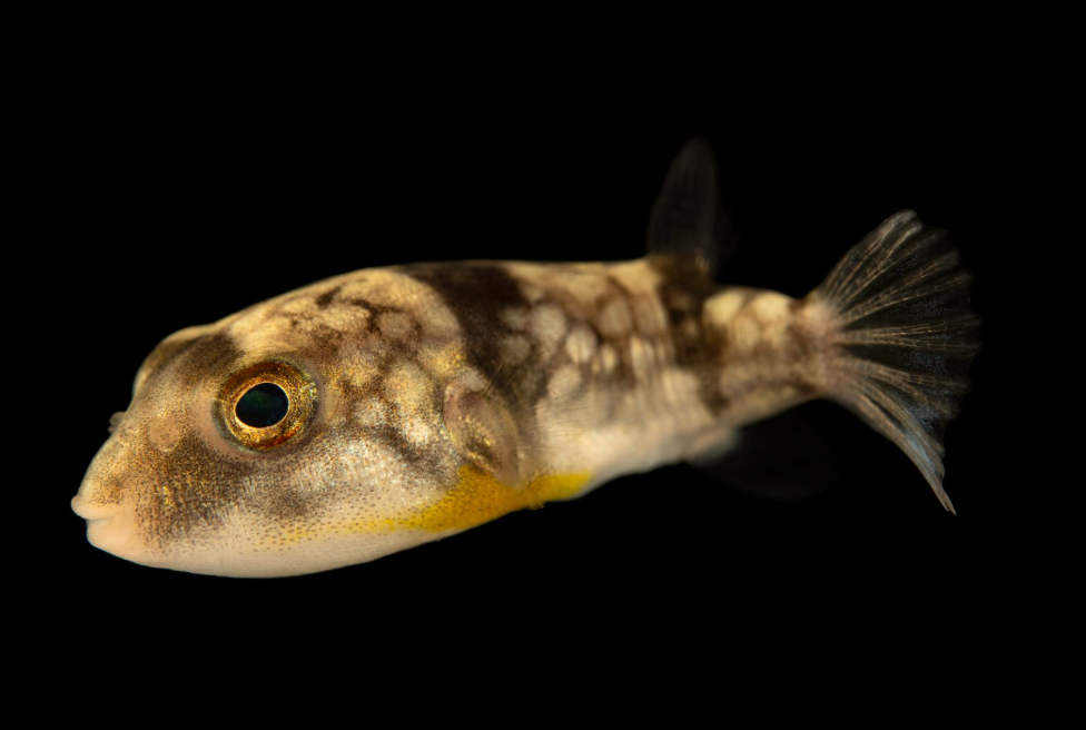 Sand Pufferfish