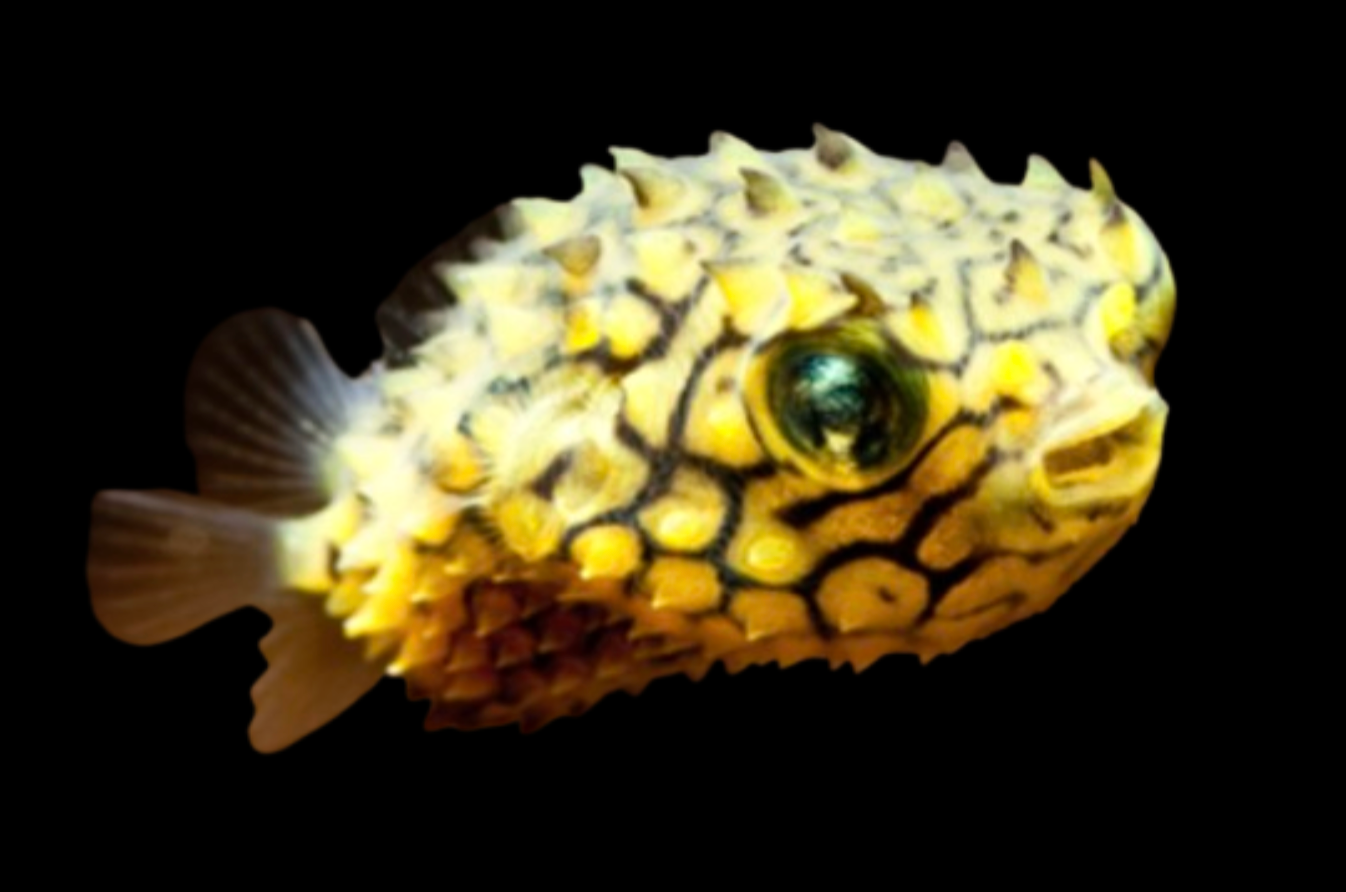 Yellow Spiny Box Pufferfish