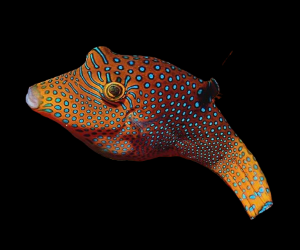 Blue Spotted Pufferfish